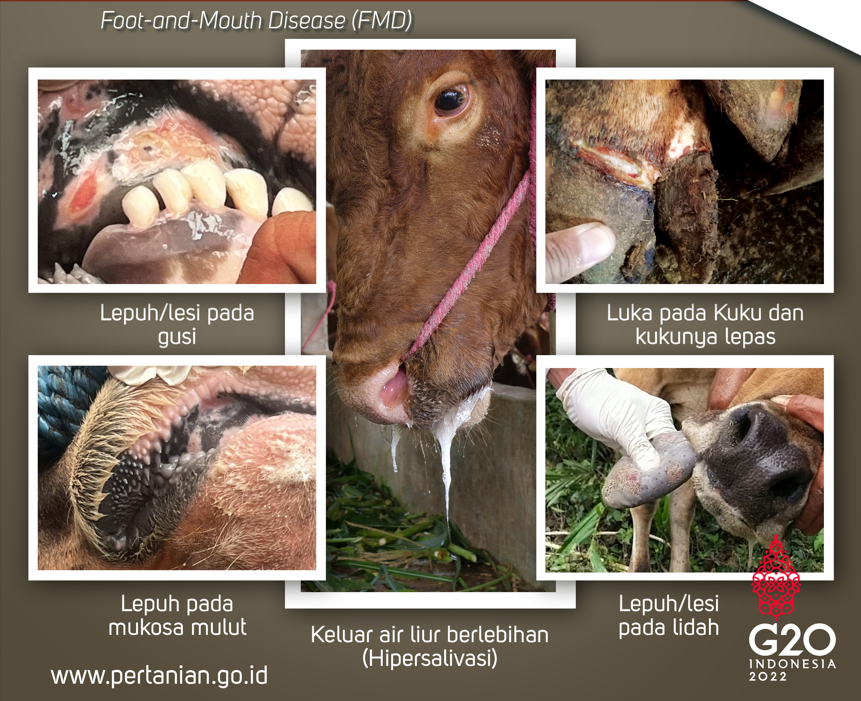 Penyakit Mulut dan Kuku (PMK)