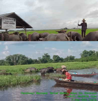 Komoditas Utama Peternakan di Kabupaten Hulu Sungai Utara: Kerbau Rawa