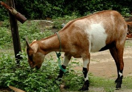 Budidaya Ternak Kambing